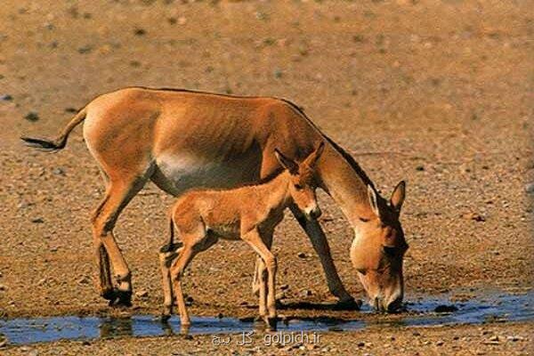 تولد سومین کره گورخرایرانی در پارک ملی کویر مرکزی به علاوه فیلم